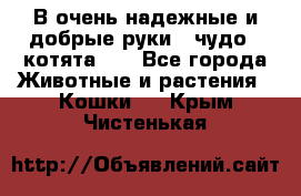 В очень надежные и добрые руки - чудо - котята!!! - Все города Животные и растения » Кошки   . Крым,Чистенькая